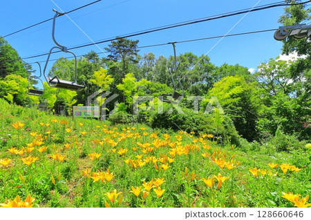 Golden Acacia and Flower Hill Observation Lift 128660646