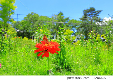 Nagano Prefecture Golden Acacia and Flower Hill 128660798