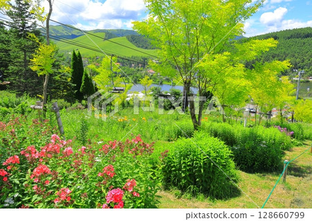 長野縣金合歡和花山 128660799