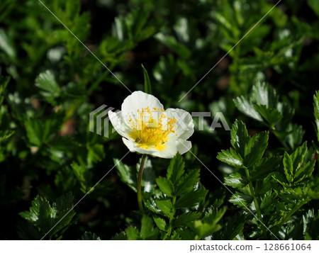 [日本的高山植物] 阿留申群島 128661064