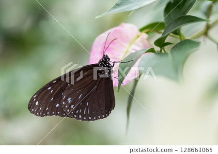 A purple butterfly resting on a leaf 128661065