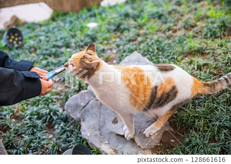 Chinese people feed food to adorable stray cat, Shanghai 128661616