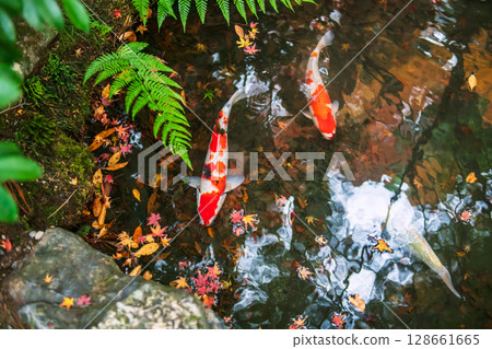 Koi fish swim in pond with maple leaf of Rurikoin garden, Kyoto Koi fish swim in pond with maple leaf of Rurikoin garden, Kyoto 128661665