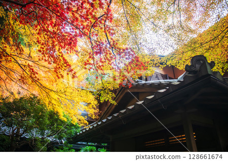 Rurikoin Temple with colorful maple leaf in autumn, Kyoto, Japan 128661674