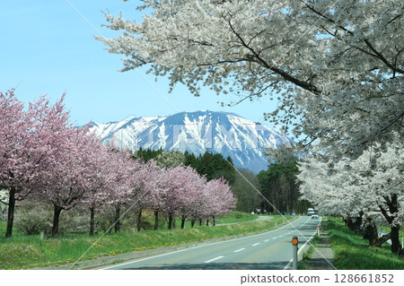 岩手山和一排櫻花 128661852