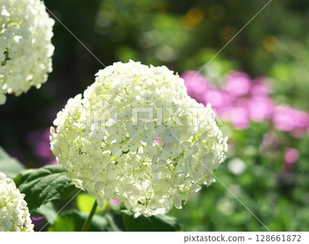 White hydrangea blooming in the garden 128661872