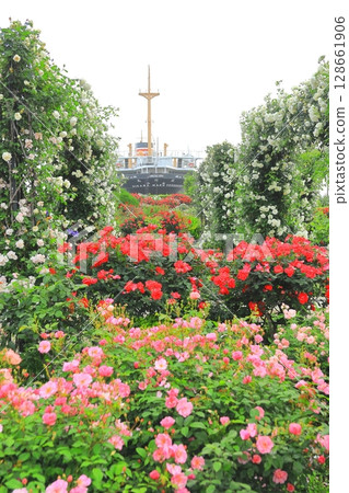 Rose garden and Hikawamaru in Yamashita Park 128661906