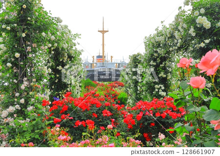 山下公園的玫瑰園和冰川丸 128661907
