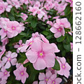 亮粉色馬達加斯加長春花 128662160