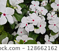 可愛的白色長春花 128662162
