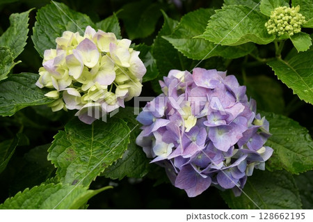 Purple hydrangea wet in the rain Purple hydrangea wet in the rain 128662195