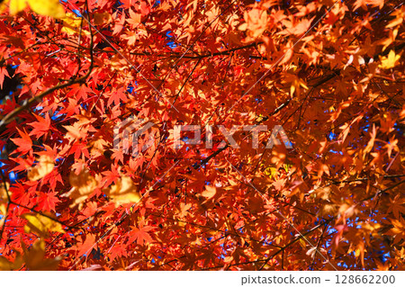 Beautiful autumn leaves at Ichijo Ekan Sanso in Kamakura (Kamakura, Kanagawa Prefecture) 128662200