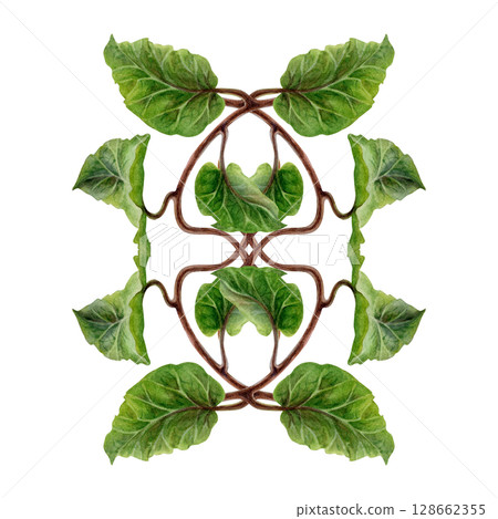 Watercolor illustration of symmetrically arranged green kiwi leaves and curly brown stems - lianas. Realistic botanical composition for interior prints, home decor, packaging, textiles or eco-design. 128662355