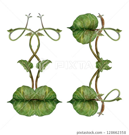 Set of watercolor symmetrically arranged green kiwi leaves and curly brown stems - lianas. Realistic botanical composition for interior prints, home decor, packaging, textiles or eco-design. Set of watercolor symmetrically arranged green kiwi leaves and curly brown stems - lianas. Realistic botanical composition for interior prints, home decor, packaging, textiles or eco-design. 128662358