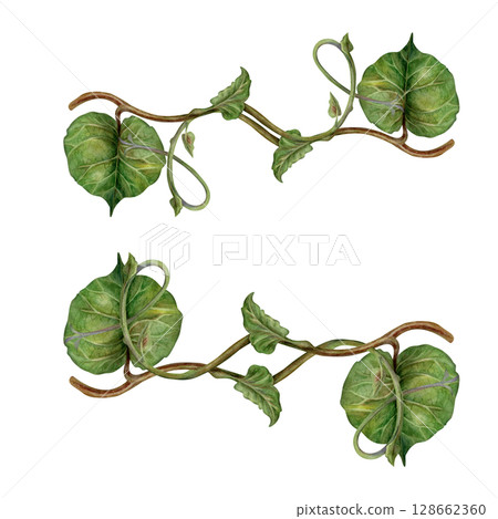 Set of watercolor symmetrically arranged green kiwi leaves and curly brown stems - lianas. Realistic botanical composition for interior prints, home decor, packaging, textiles or eco-design. Set of watercolor symmetrically arranged green kiwi leaves and curly brown stems - lianas. Realistic botanical composition for interior prints, home decor, packaging, textiles or eco-design. 128662360