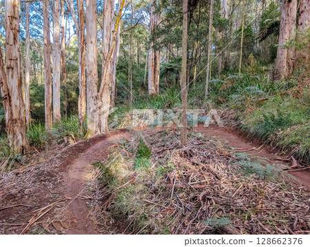 Warburton Mountain Bike Park in Australia 128662376
