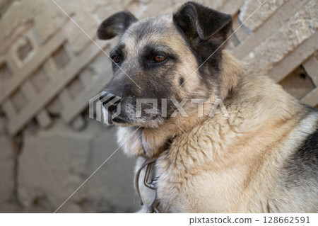 A lonely and sad guard dog on a chain near a dog house outdoors. A lonely and sad guard dog on a chain near a dog house outdoors. 128662591