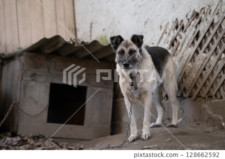 A lonely and sad guard dog on a chain near a dog house outdoors. A lonely and sad guard dog on a chain near a dog house outdoors. 128662592