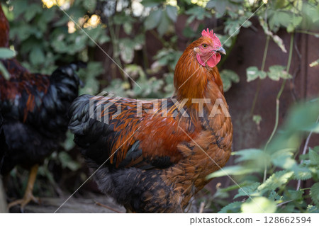 beautiful chickens and roosters outdoors in the yard. 128662594