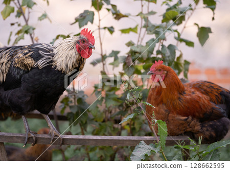 beautiful chickens and roosters outdoors in the yard. 128662595