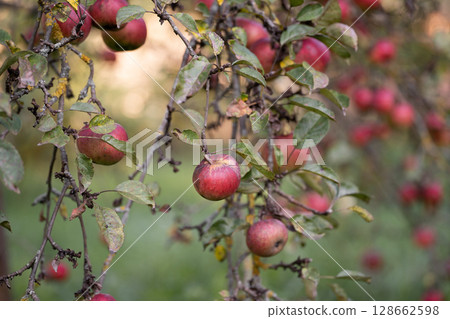 many ripe red apples on a tree branch. 128662598