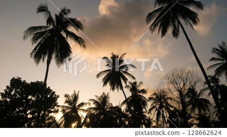 beautiful large tropical palm trees grow on the coast 128662624