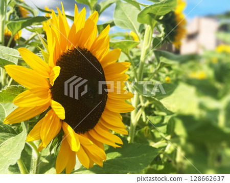 夏日陽光下閃耀的向日葵特寫鏡頭 | 以大自然和植物為主題的夏季影像 夏日陽光下閃耀的向日葵特寫鏡頭 | 以大自然和植物為主題的夏季影像 128662637