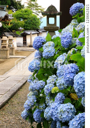 Hydrangeas seen from the temple gate 128662821