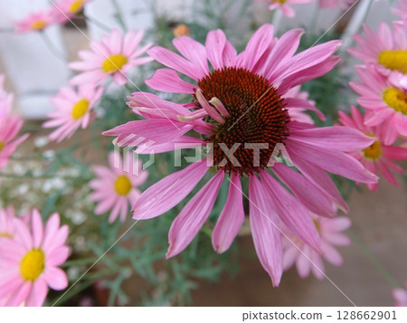 Pink marguerite Pink marguerite 128662901