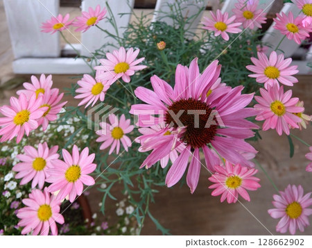 Pink marguerite 128662902