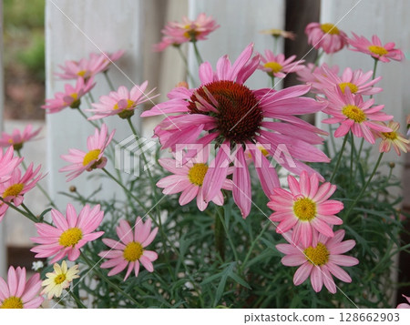 Pink marguerite 128662903
