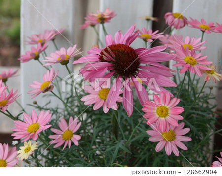 Pink marguerite 128662904