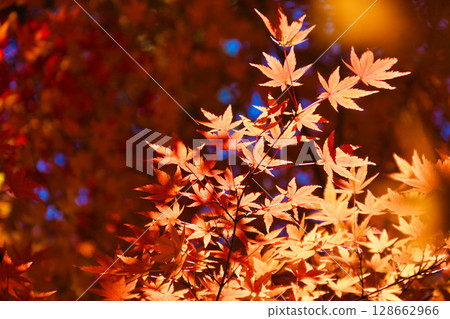 Beautiful autumn leaves at Ichijo Ekan Sanso in Kamakura (Kamakura, Kanagawa Prefecture) 128662966