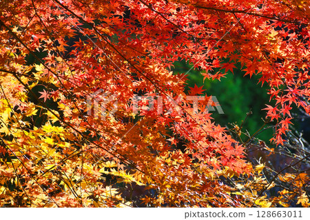 鎌倉一條江漢山莊美麗的秋葉(神奈川縣鎌倉市) 鎌倉一條江漢山莊美麗的秋葉(神奈川縣鎌倉市) 128663011