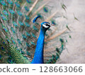 Peacock 128663066