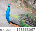 Peacock 128663067