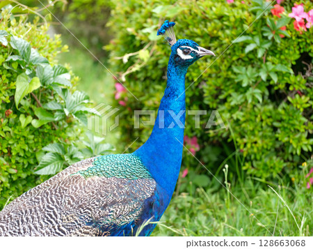 Peacock 128663068