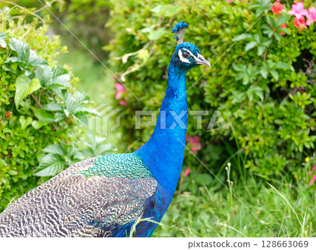 孔雀 128663069