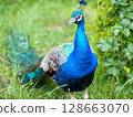 Peacock 128663070