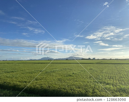 Niigata City rice field Niigata City rice field 128663098