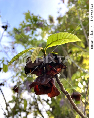 Pawpaw flowers shining in the clear sky Pawpaw flowers shining in the clear sky 128663133