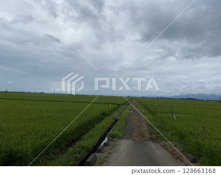 新潟稻田 128663168