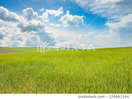 Spring bright wheat field and white clouds in sky. 128663244