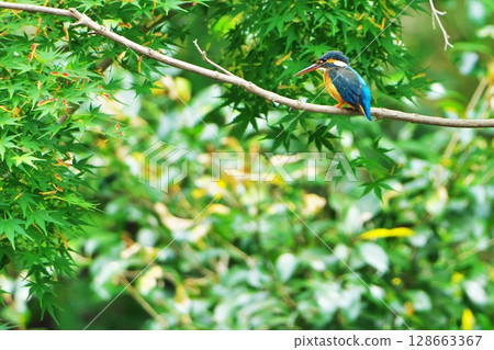 Taking a break while searching for prey 128663367