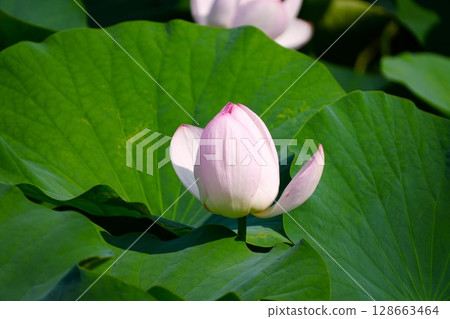 Lotus flower Lotus flower 128663464