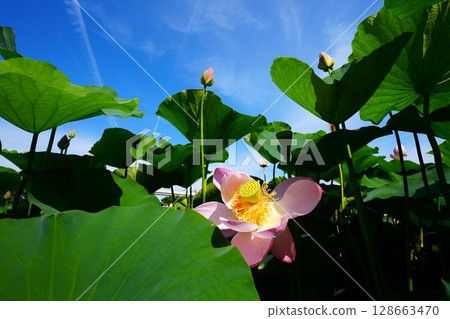 lotus flower in the blue sky lotus flower in the blue sky 128663470