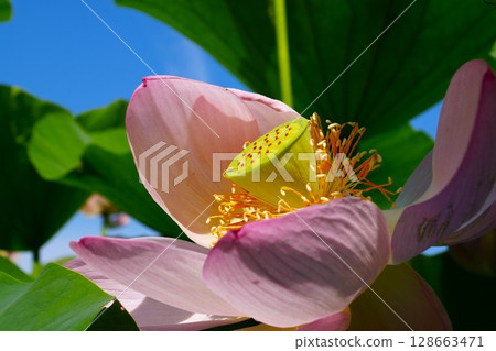 lotus flower in the blue sky lotus flower in the blue sky 128663471
