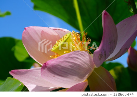 lotus flower in the blue sky lotus flower in the blue sky 128663474