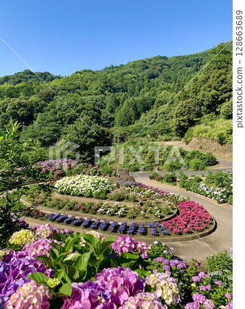 在藍天白雲、綠樹成蔭的繡球花園裡,五彩繽紛的繡球花競相綻放(愛知縣蒲郡市片原溫泉繡球花村) 在藍天白雲、綠樹成蔭的繡球花園裡,五彩繽紛的繡球花競相綻放(愛知縣蒲郡市片原溫泉繡球花村) 128663689