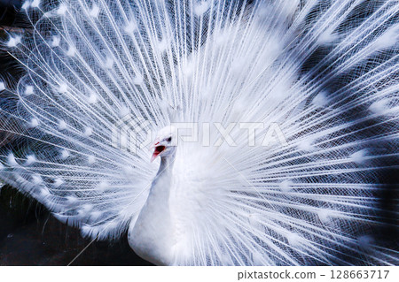 White peacock with spread wings 128663717